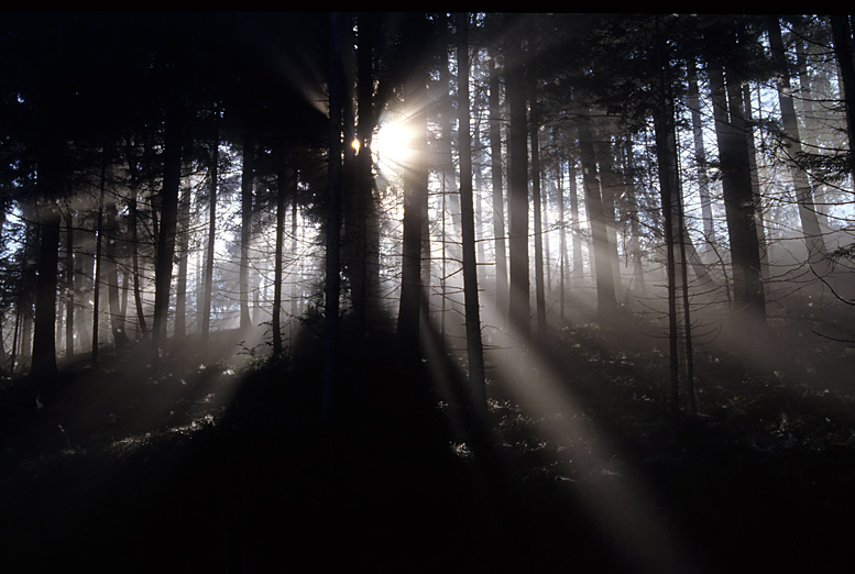 Mariazellerweg - Gegenlicht im Wald