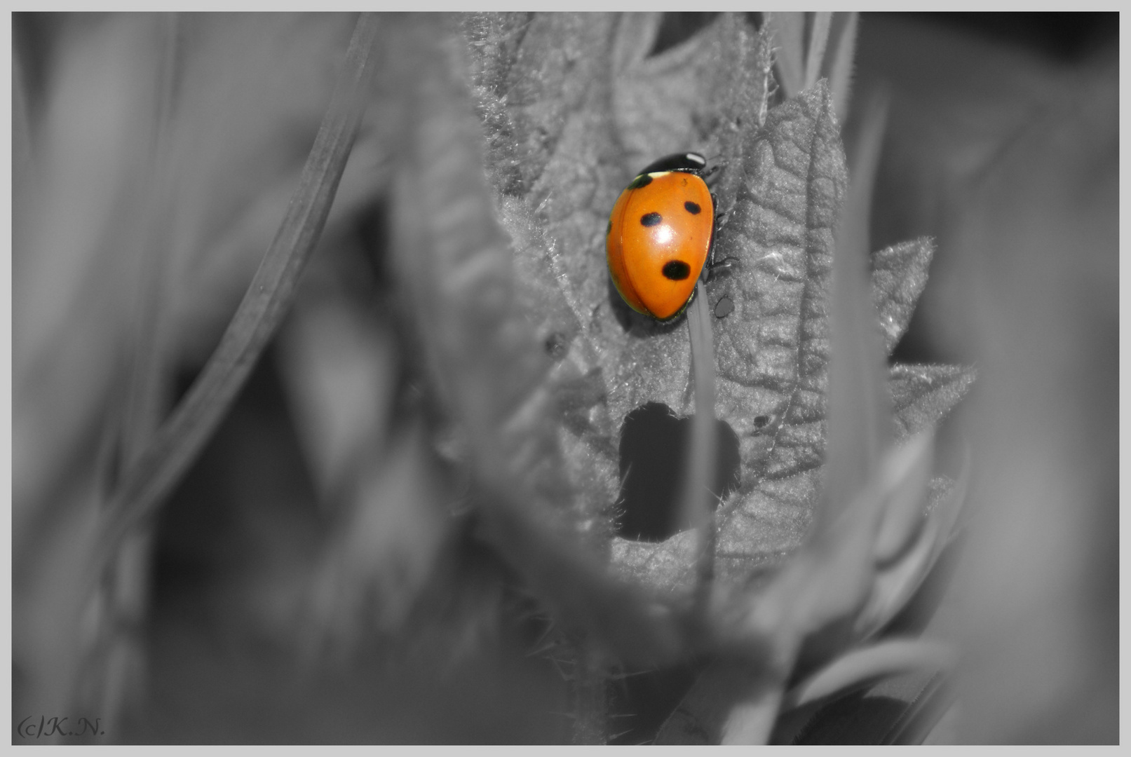 Marichen im Garten