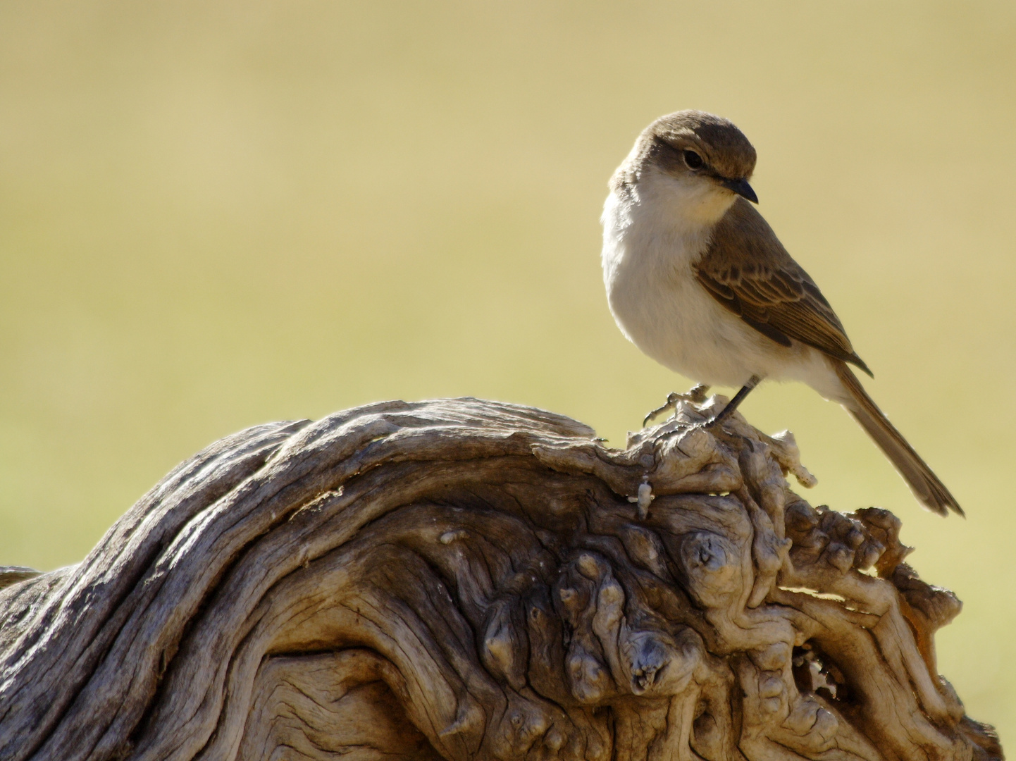 Marico Flycatcher