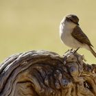 Marico Flycatcher