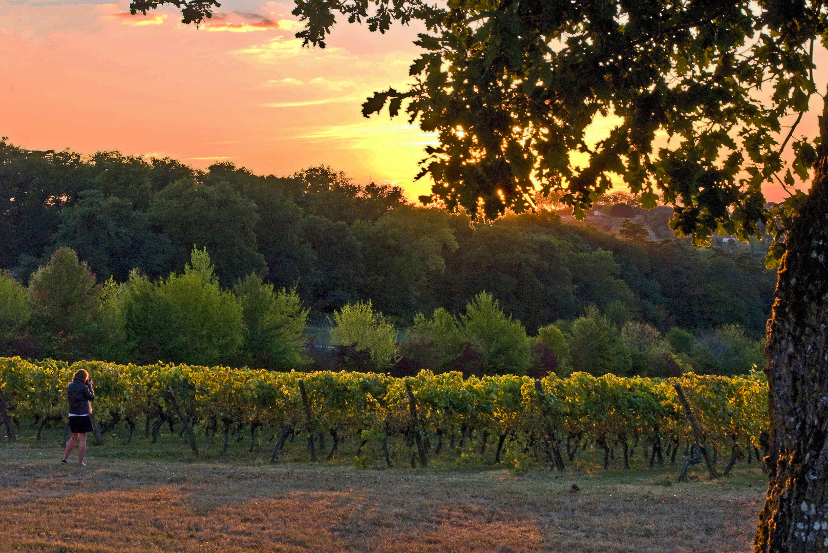 Marie (Aixoise) en pleine action dans les vignes du Château de Mons à Caussens