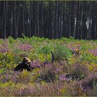 Marie (Aixoise) en pleine action (photographique) dans la bruyère des Landes