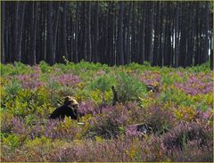 Marie (Aixoise) en pleine action (photographique) dans la bruyère des Landes