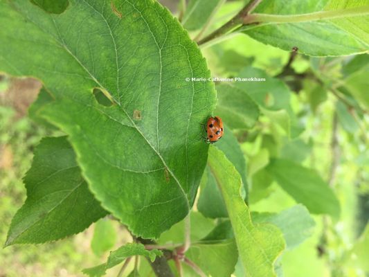 marie-catherine-phanekham-coccinelle