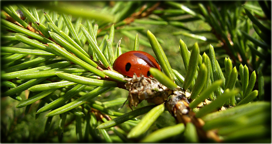 Marie N.K. beim Waldlauf