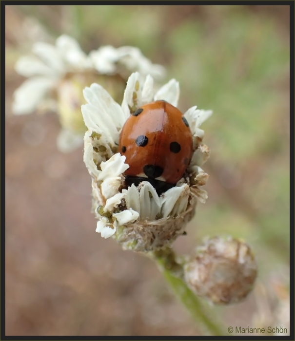 Mariechen...