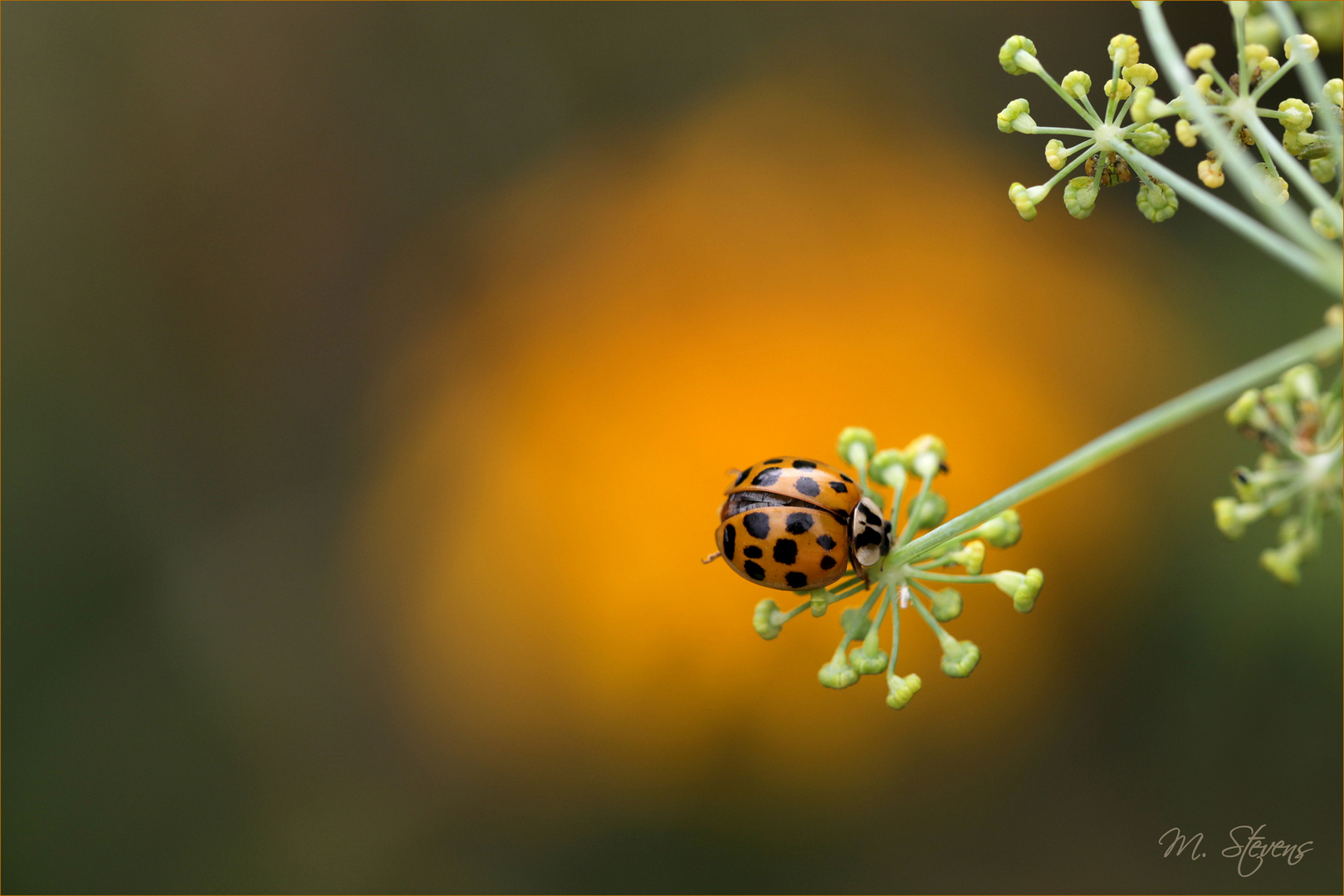Mariechen Foto & Bild naturmakros, projekte, naturkreativ Bilder