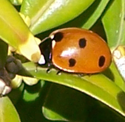 Mariechen der Käfer