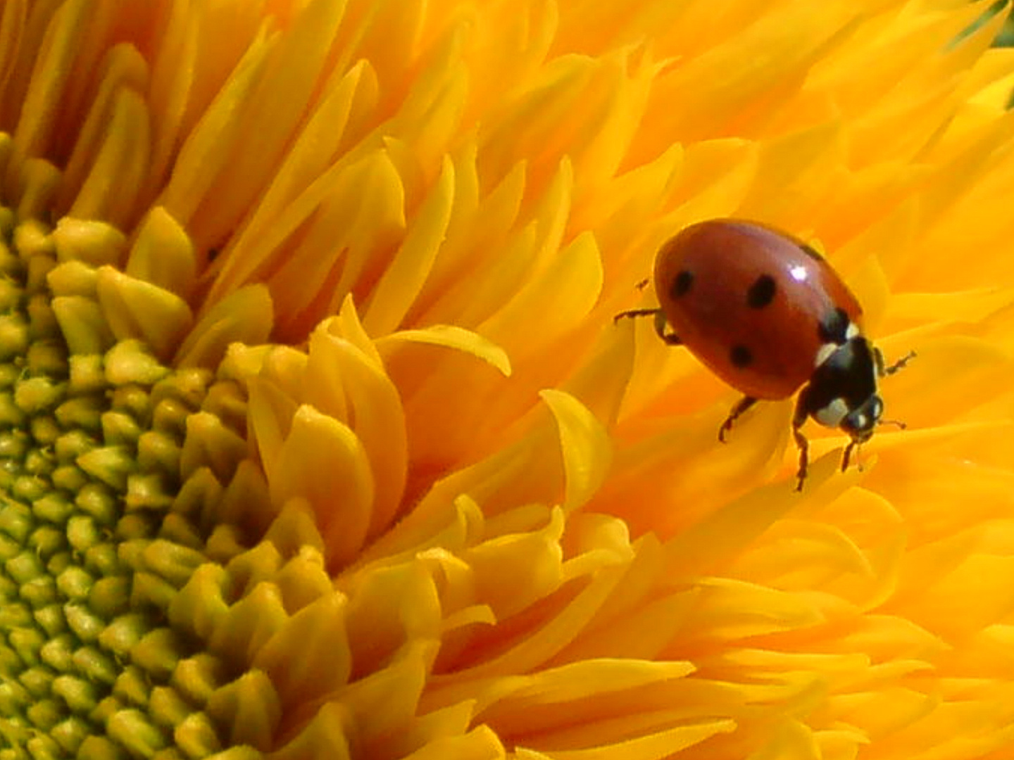 Mariechen Foto & Bild tiere, wildlife, insekten Bilder auf