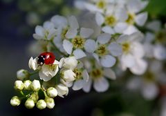 Mariechen im Blütenmeer