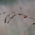 Mariechen im Frühtau