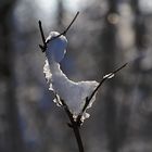 Mariechen saß fröstelnd im Garten ...