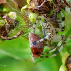 Mariechen wird eingewickelt