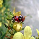 Mariechenkäfer