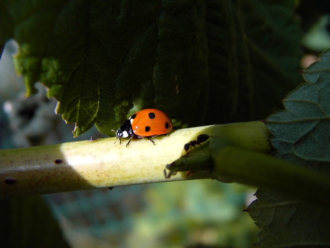 Mariechenkäfer auf großer Reise