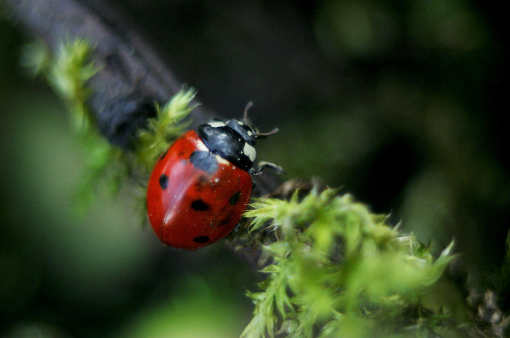 Mariechenkäfer im Moos