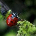 Mariechenkäfer im Moos