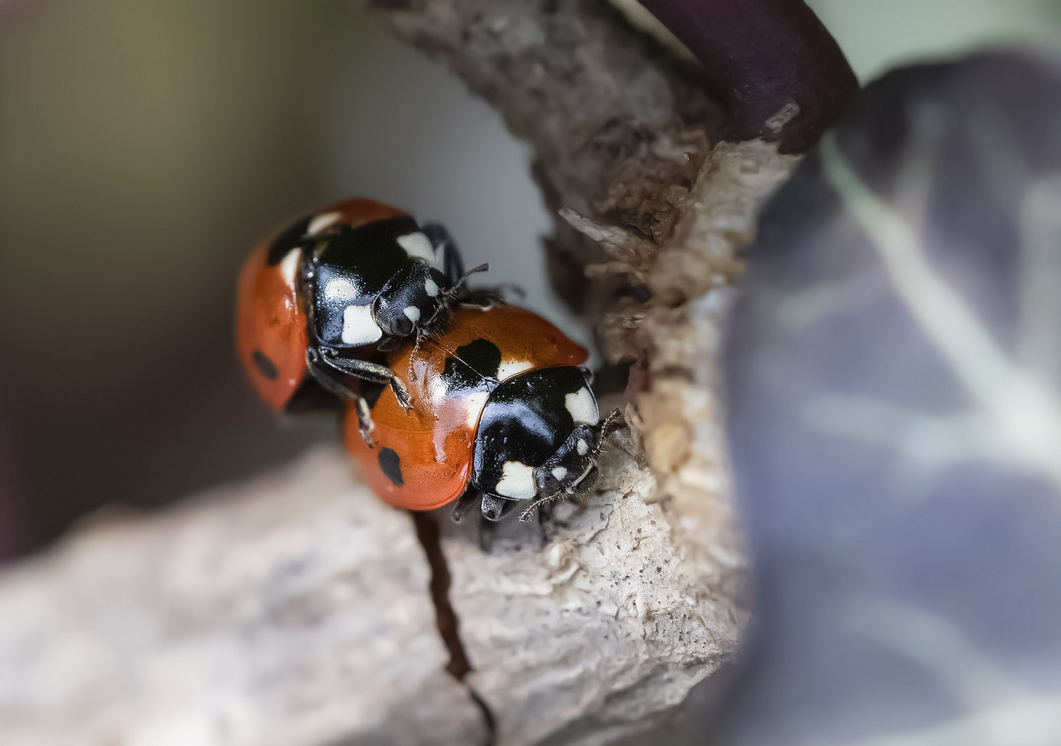 Mariechenkäfer in Love