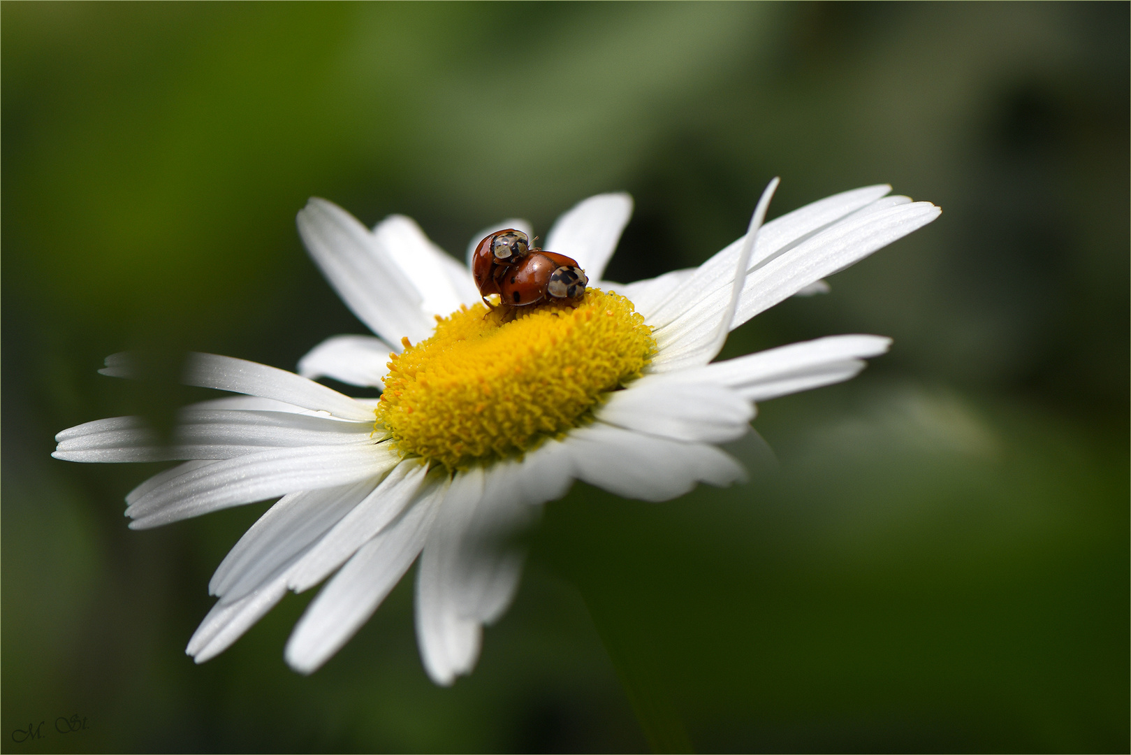 Mariechenliebe