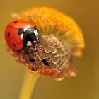 Marien - Käfer - Herbst - Zeit 