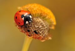 Marien - Käfer - Herbst - Zeit 