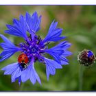 Marien, Korn, Käfer und Blume