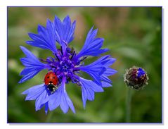 Marien, Korn, Käfer und Blume