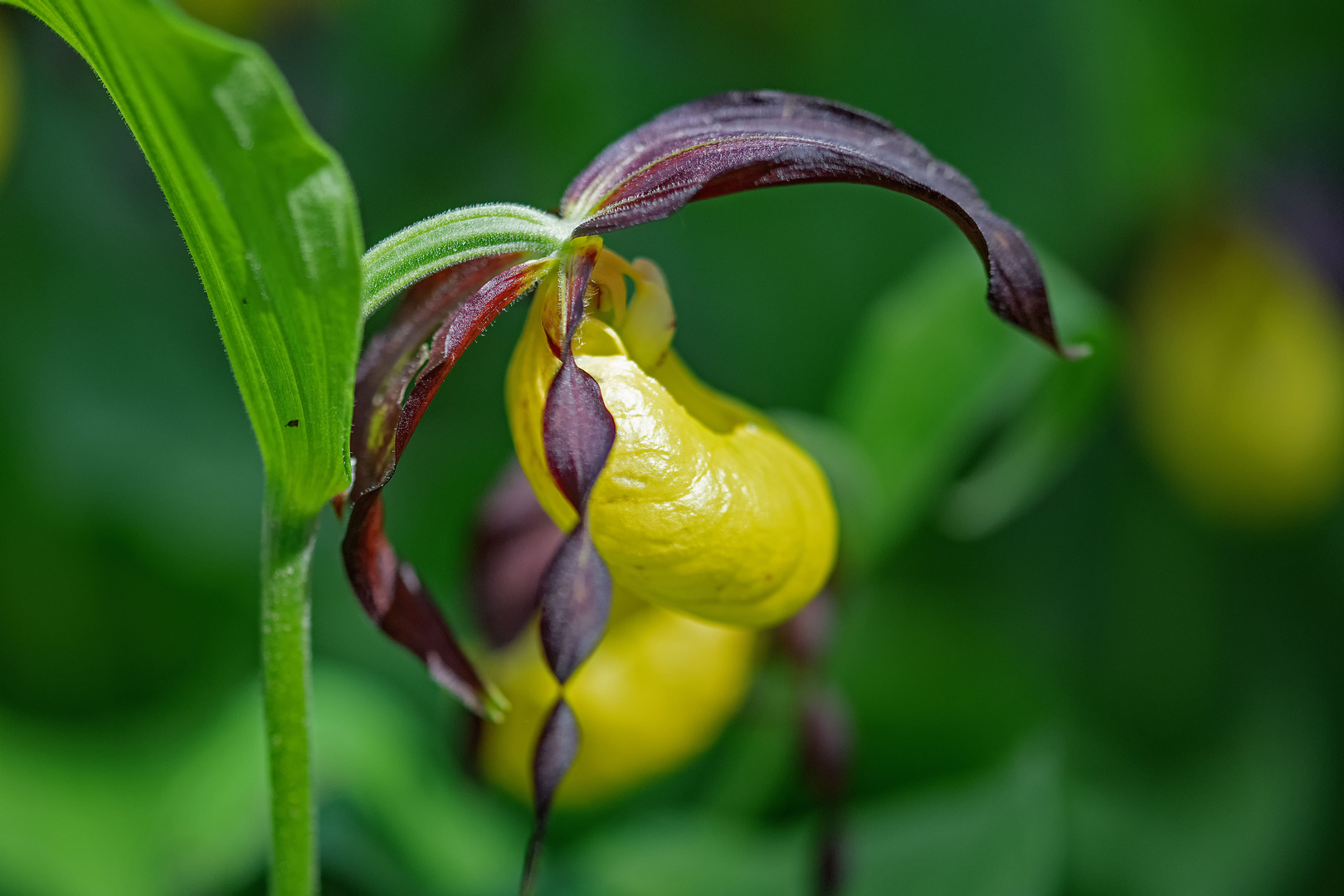 Marien- oder Gelber Frauenschuh (Cypripedium calceolus)