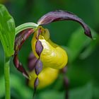 Marien- oder Gelber Frauenschuh (Cypripedium calceolus)