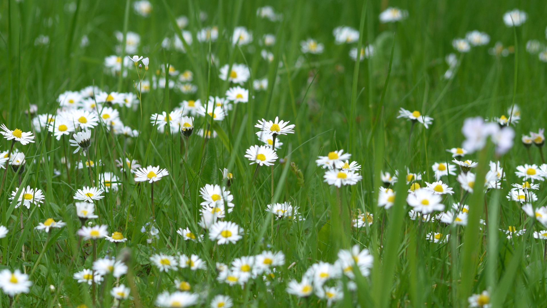 Marienblümchen