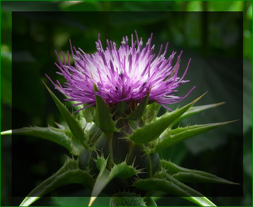 Mariendiestelblüte