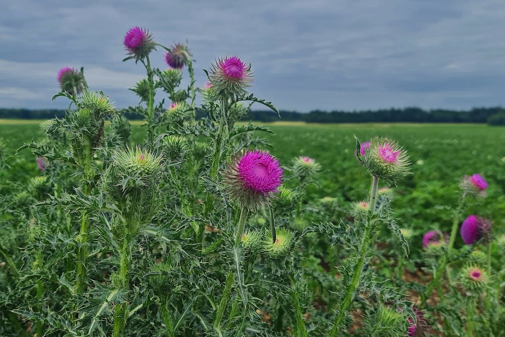 Mariendistel