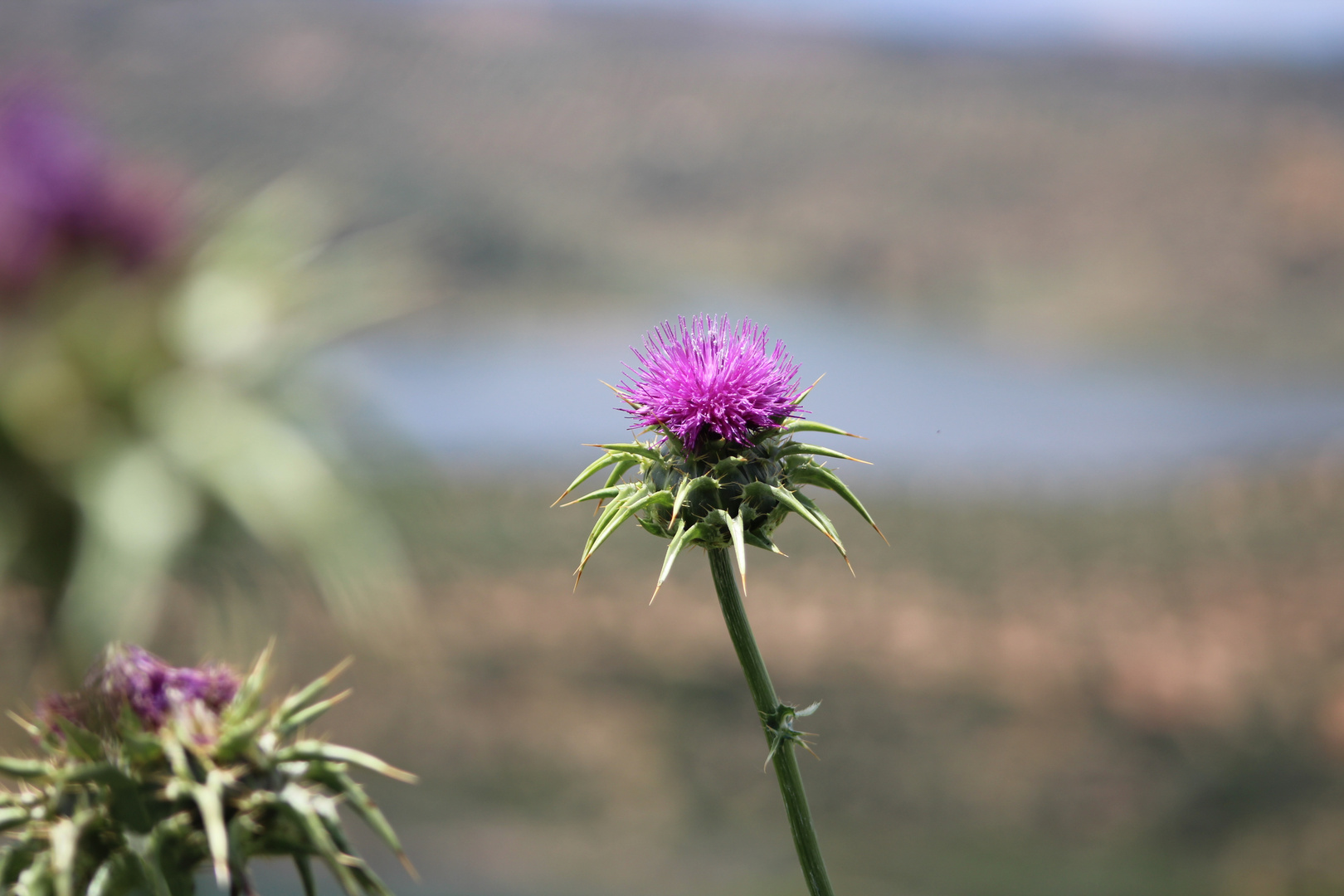 Mariendistel