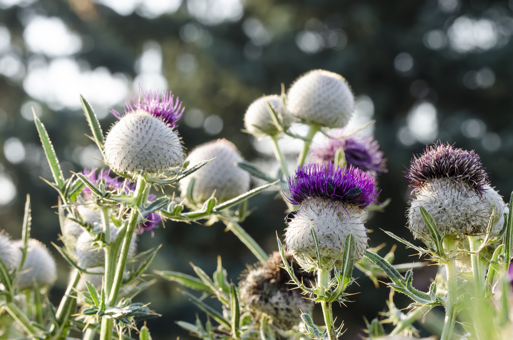 Mariendistel