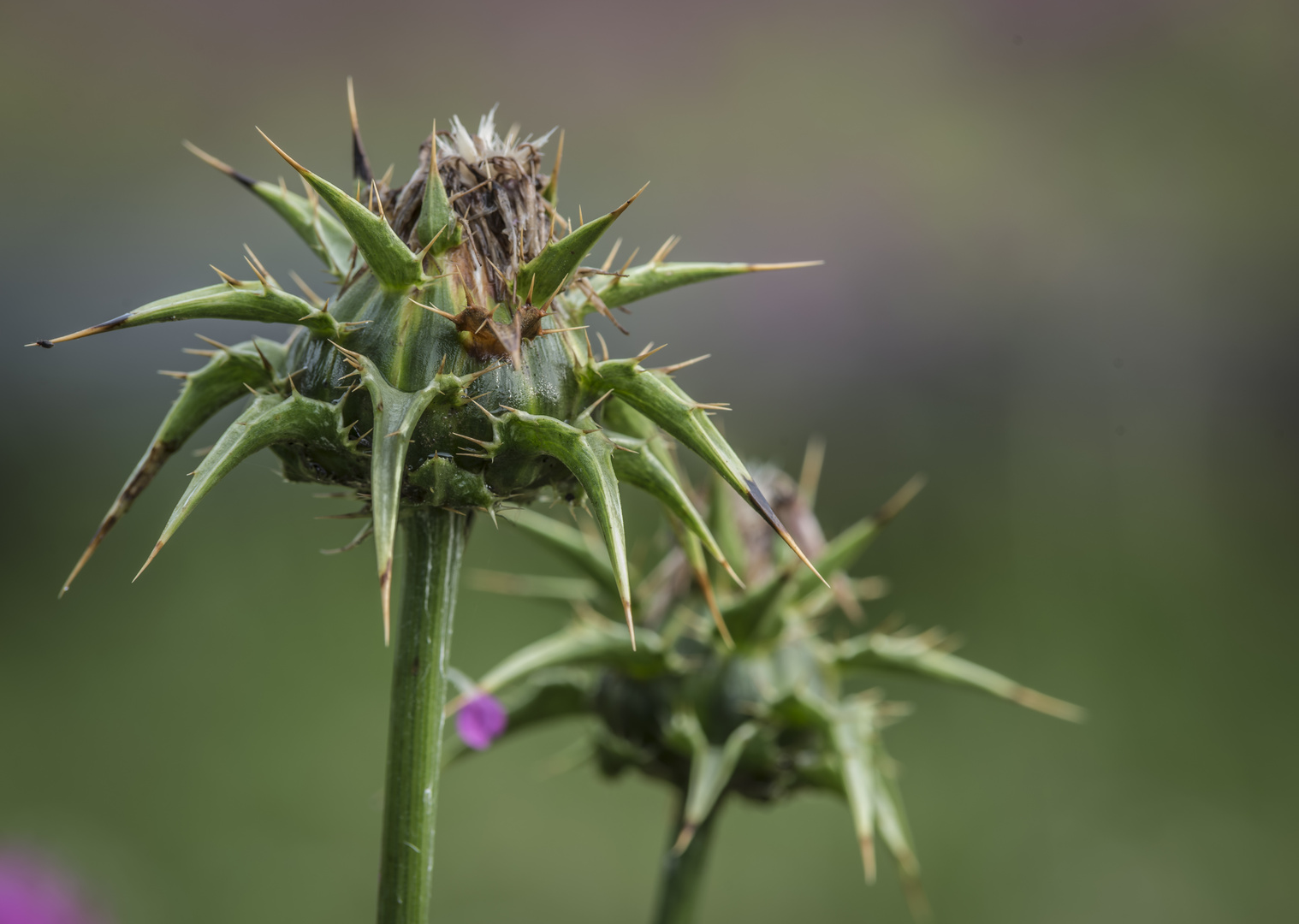 ***    mariendistel.......       ***