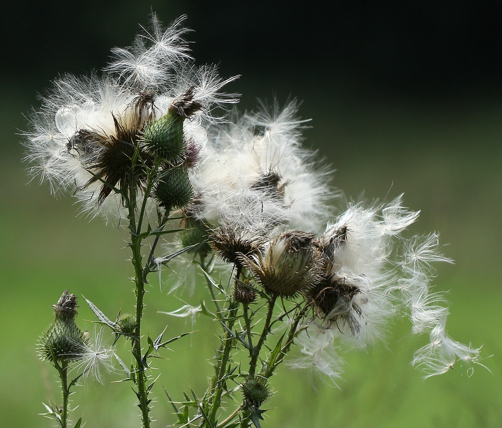 Mariendistel