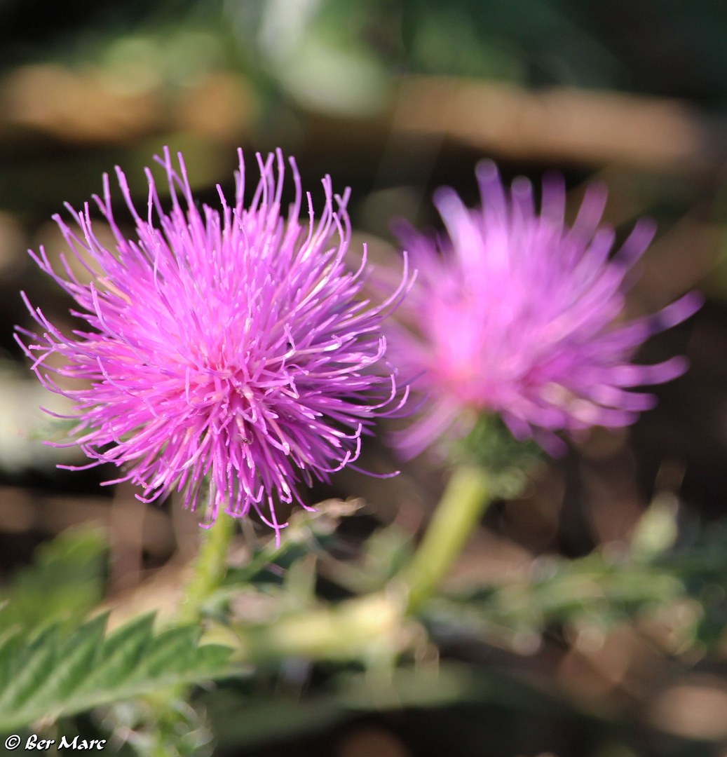 Mariendistel Foto & Bild naturbilder, korbblüter, mariendistel