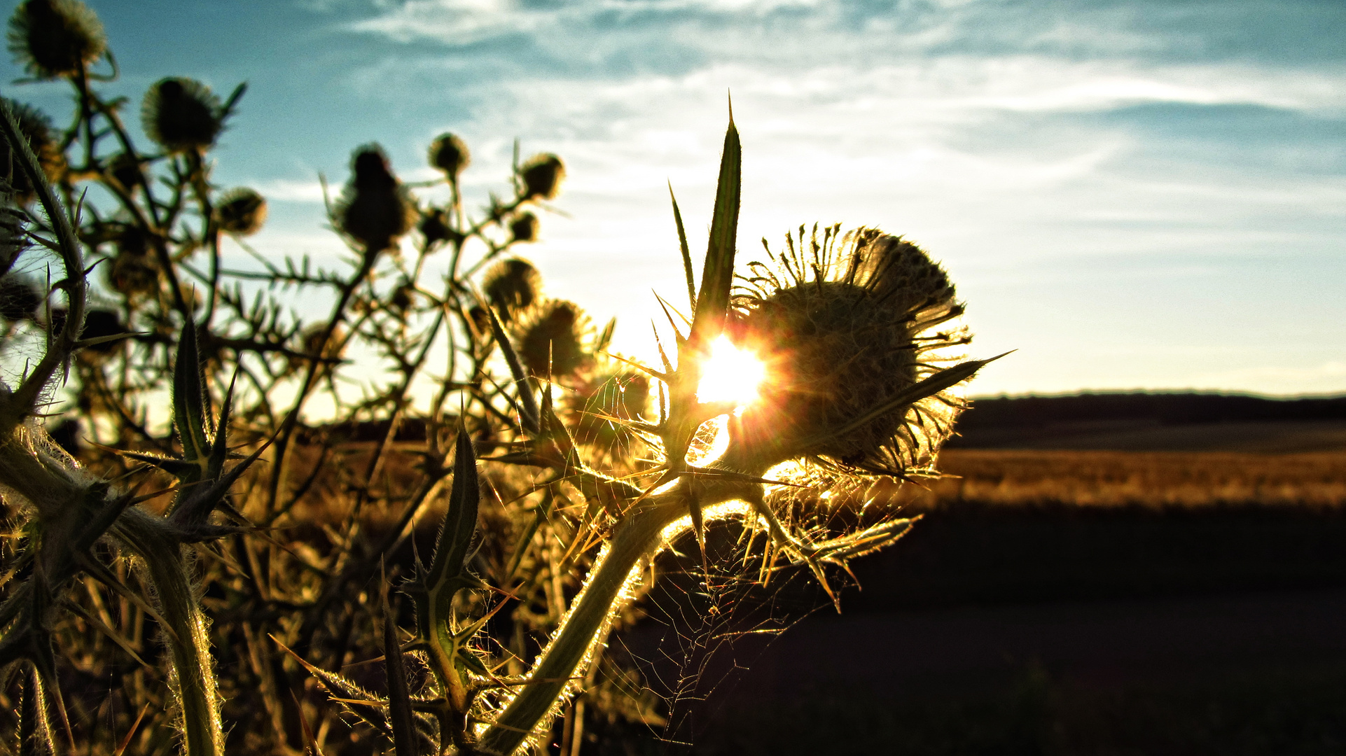 Mariendistel