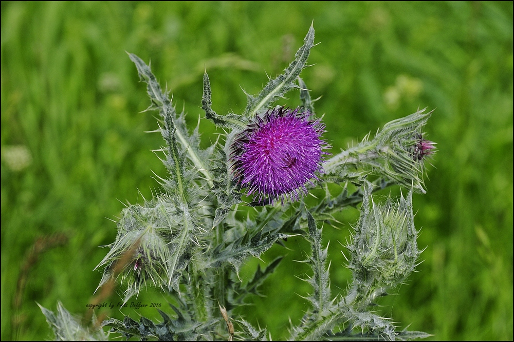 Mariendistel