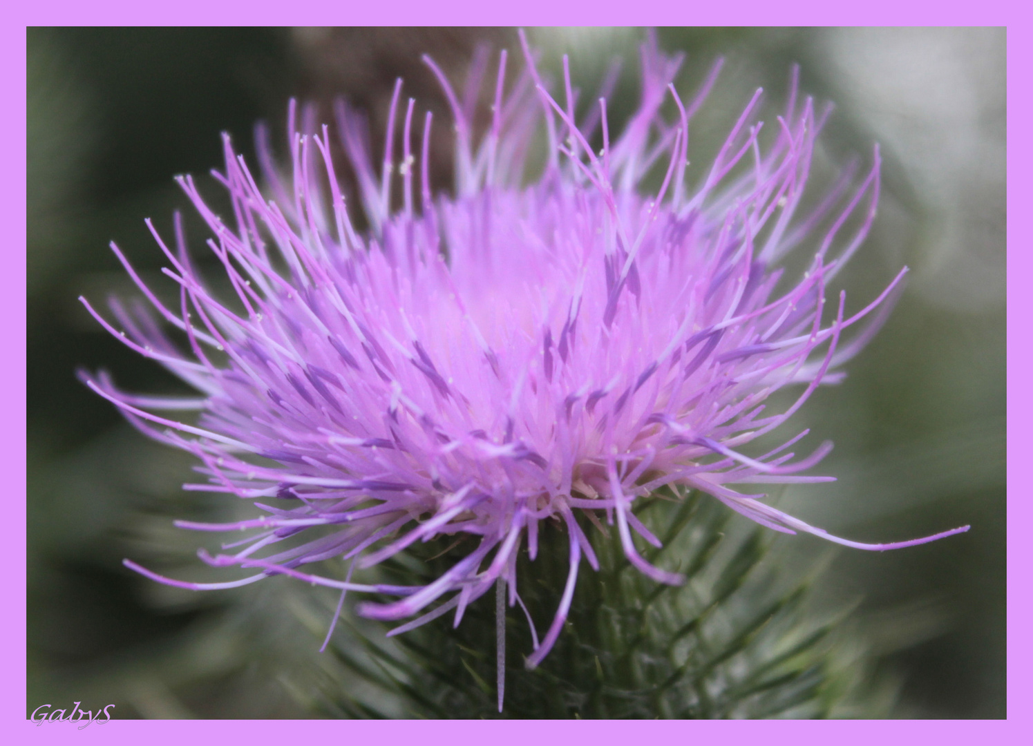 Mariendistel, die 2. ....... die Blüte