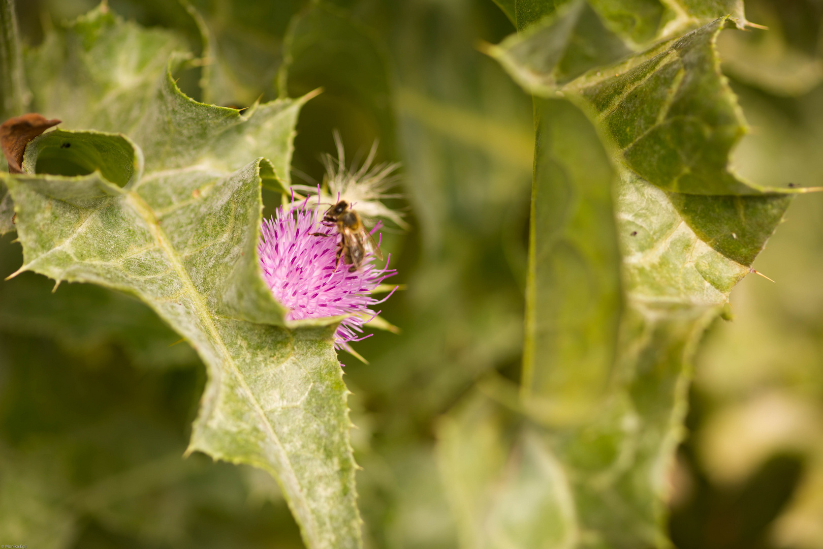 Mariendistel