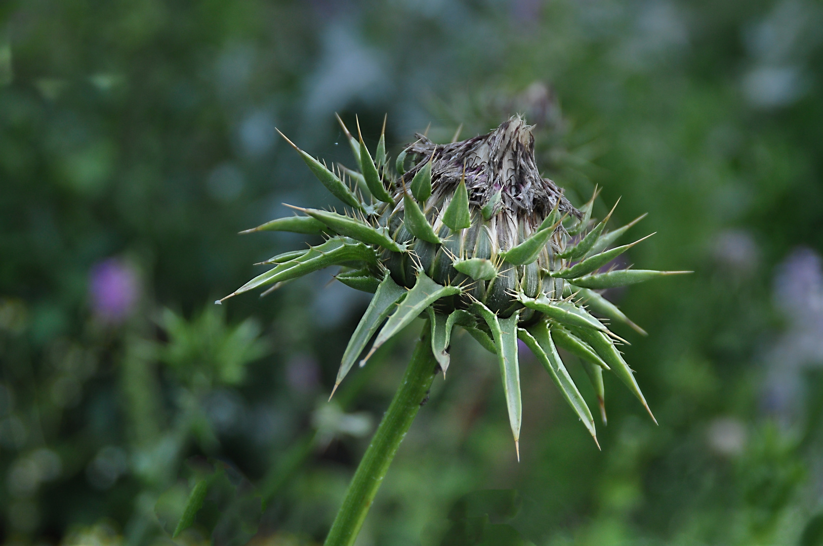 Mariendistel (fast) verblüht