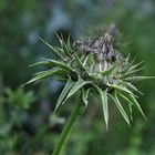 Mariendistel (fast) verblüht