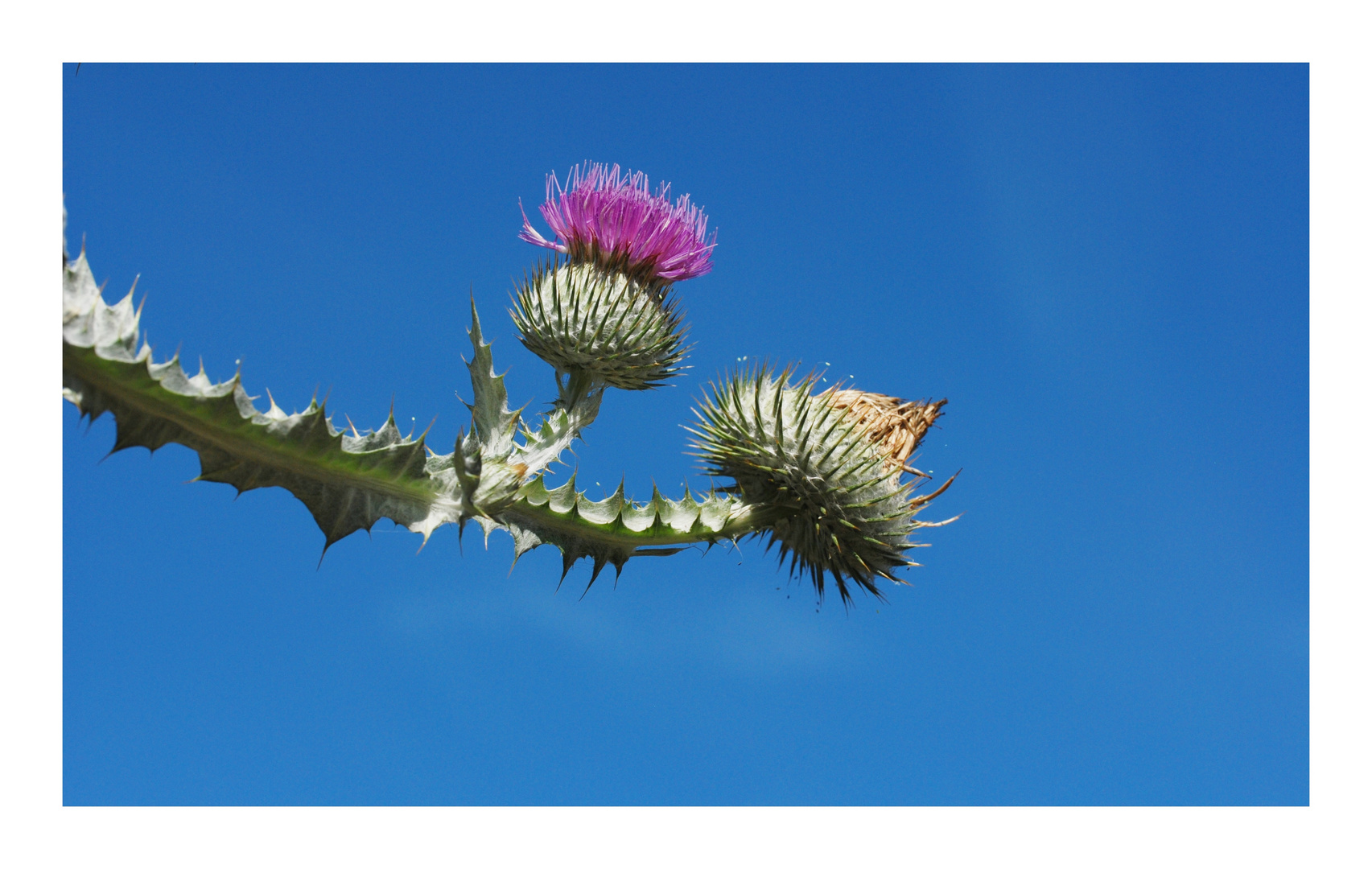 mariendistel