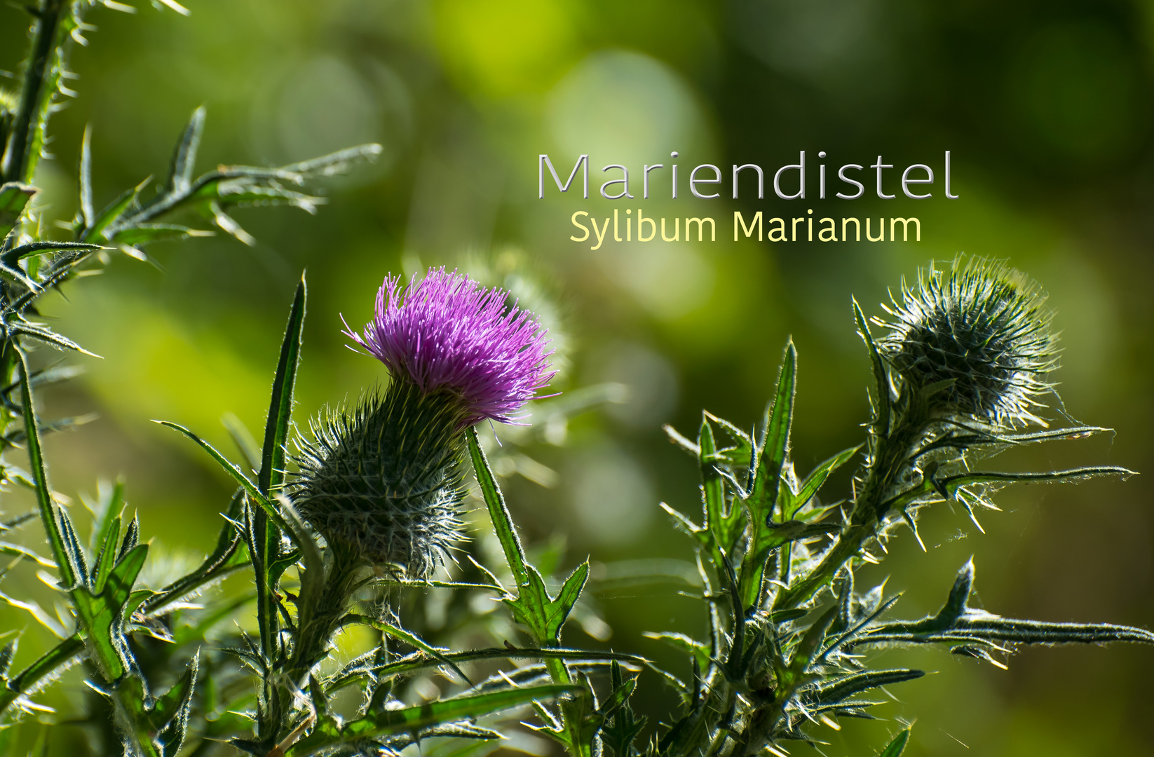 Mariendistel