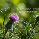 Mariendistel