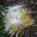 Mariendistel (ganz) verblüht