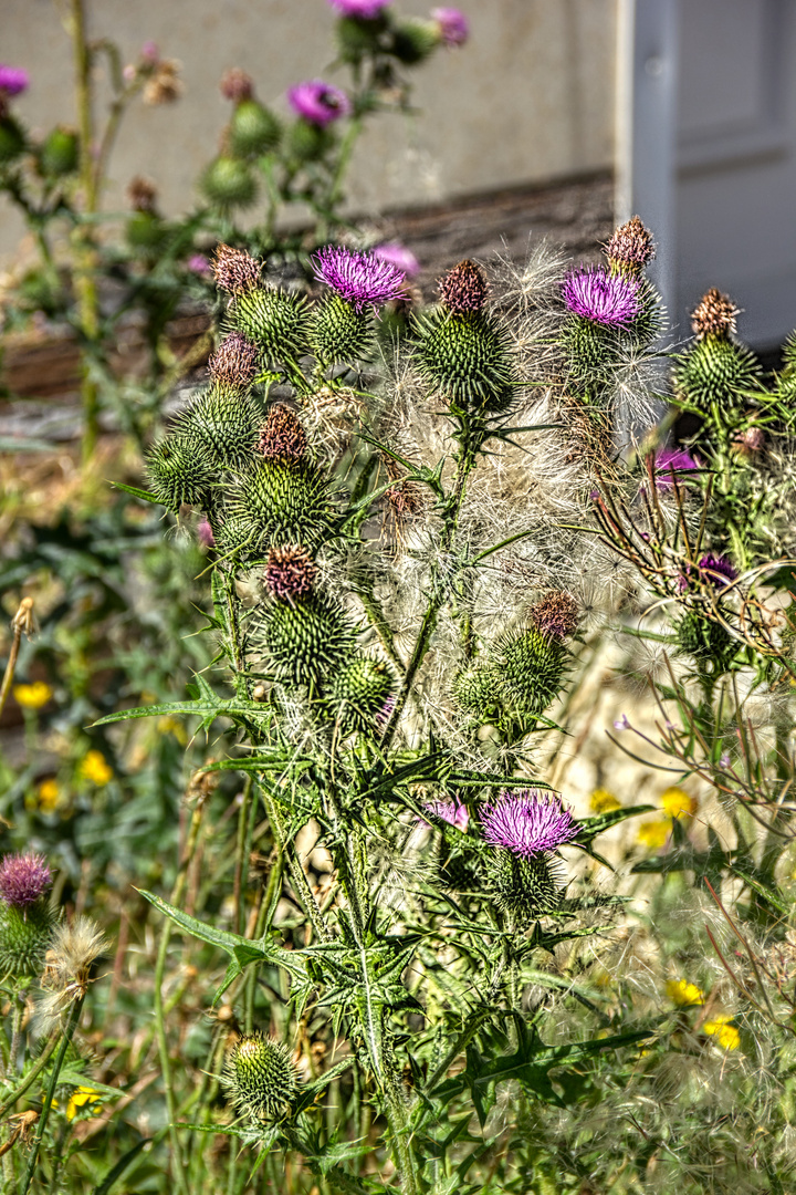 Mariendistel in der Blüte