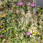 Mariendistel in der Blüte