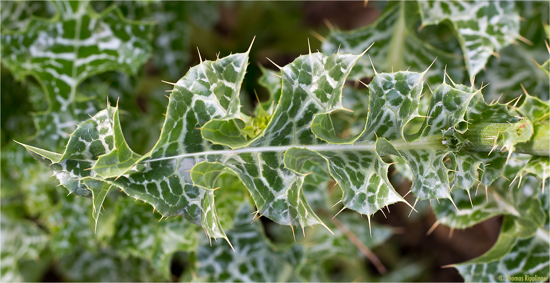 Mariendistel (Silybum marianum)..